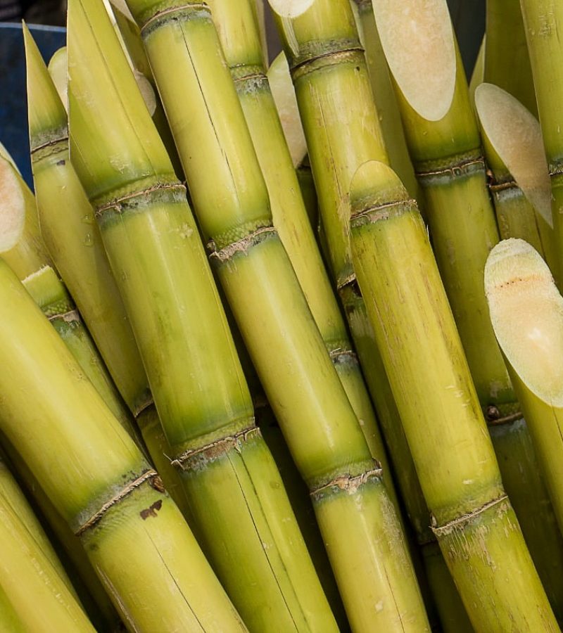 cana-de-acucar